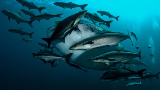 Lanta Scuba Advanced Course, Koh Lanta best in Thailand
