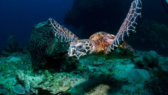 Koh Haa dive site amazing koh lanta thailand