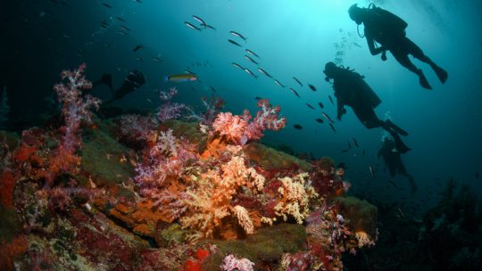 Hin Deang Hin Muang most popular koh lanta dive sites in Thailand