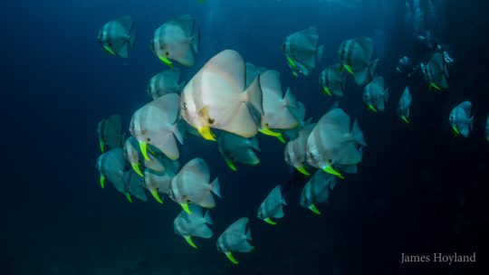 Hin Deang Hin Muang most popular koh lanta dive sites in Thailand
