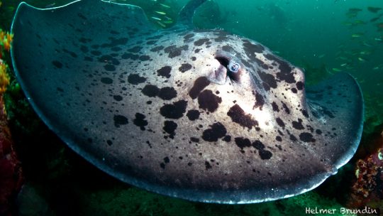 Hin Deang Hin Muang most popular koh lanta dive sites in Thailand