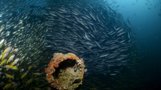 Kled Geaw Wreck Site scuba diving Koh Lanta Thailand