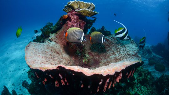 Koh PhiPhi Ley sites scuba diving koh Lanta, Thailand