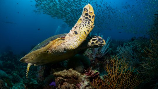 Koh PhiPhi Ley sites scuba diving koh Lanta, Thailand