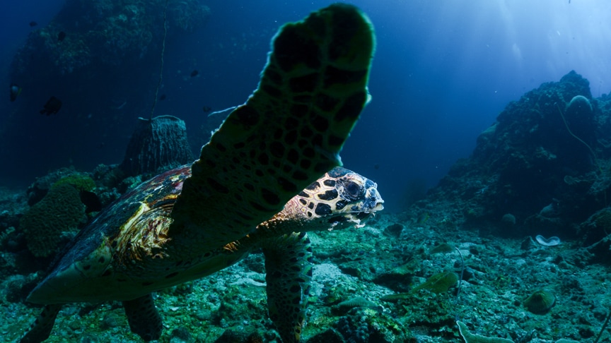 Koh Lanta diving courses, best scuba in Thailand