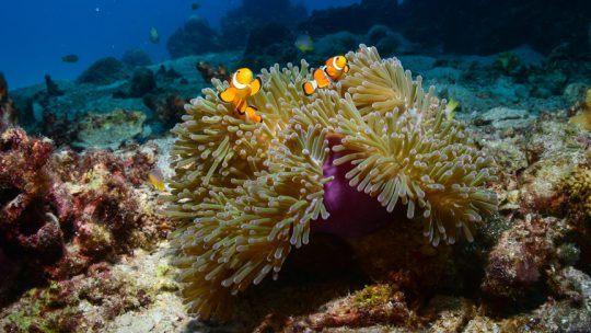 Anemone reef & Shark point scuba sites Koh Lanta
