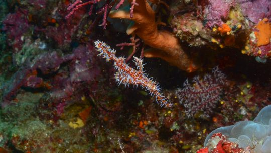 Deep dive site koh lanta Thailand Anemone reef & Shark point scuba sites