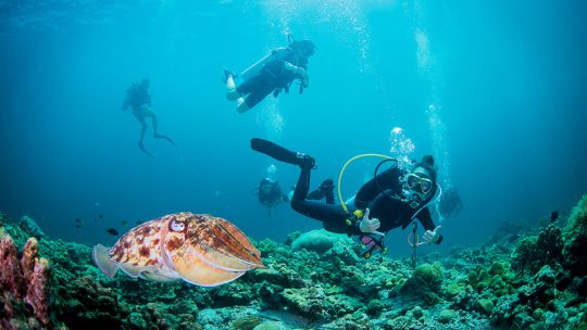 Divemaster course koh lanta Thailand