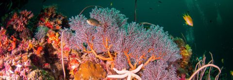 Dive with Colorful Reefs