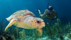 Koh Lanta freediving center, best apnea courses in Thailand