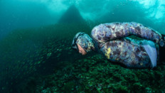 Koh Lanta freediving center, best apnea courses in Thailand