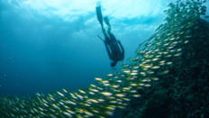 Koh Lanta freediving center, best apnea courses in Thailand