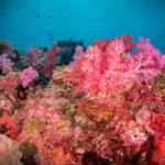 Koh Lanta plongée sous-marine