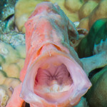 Koh Lanta plongée sous-marine