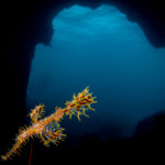 Koh Lanta plongée sous-marine