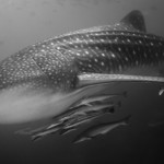 Koh Lanta plongée sous-marine